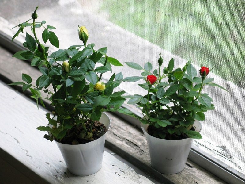 Комнатные растения купить саженцы из питомника {2}