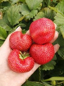 Клубника "СЕНСАЦИЯ" (6 шт.)
